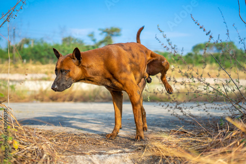 Thai brown dog creates territory by peeing on the glass at outdoor field.