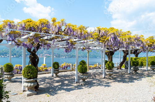 Nice canopy covered in wisteria flowers...beautiflu purple and yellow colors in front of Lake Como in the little town of Bellagio Northern Italy