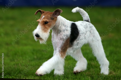 Wire Fox Terrier