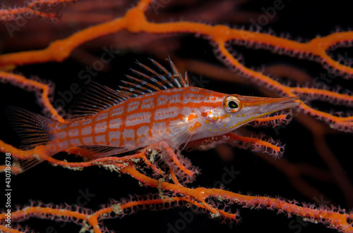 Longnose Hawkfish (Oxycirrhites typus), der Langnasen-Büschelbarsch, von Tauchern oft kurz "LaNaBüBa" genannt, gehört zu den Barschverwandten und ist sicherlich einer der hübschesten Büschelbarsche.