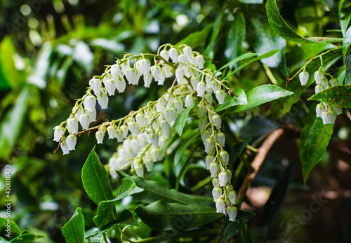 Pieris japonica "Gavotte" blooming in spring in the botany.