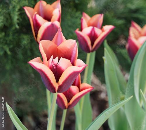 Triumph Tulips 'Slawa' or Tulipa muvota with deep purplish brown centre and petals with copper colored edges as mature blooming 