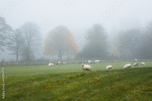 Misty fog in a rural countryside pastoral meadow with cheviot sheep (ovis aries) in Scottish farmland.