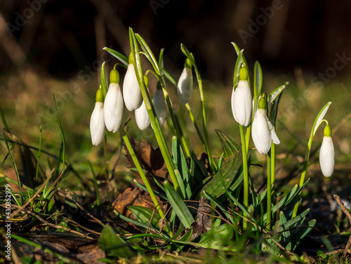 Snowdrop flowers in the grass at the morning