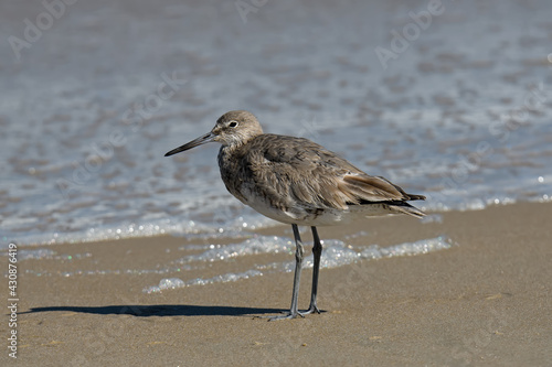 A willet on the beach. It is a large and robust shorebird and sandpiper and largest of the species called shanks in the genus Tringa. Often seen searching for food along the shoreline.