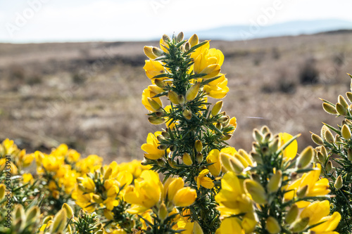 Common gorse or Ulex europaeus in Ireland