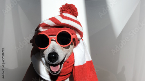 Jack Russel terrier in striped hat and scarf with sunglasses as Wally poses for camera in room with sunbeams and shadows