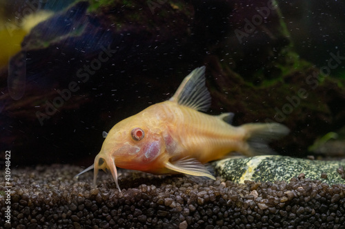 kirysek albinos (Corydoras Aeneus) rybka akwariowa