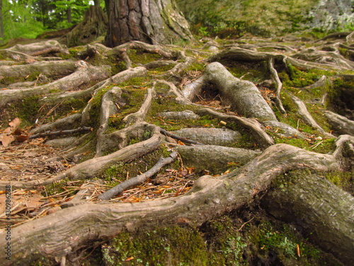 Bare root next to a tree in a forest, Poland