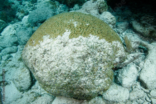 Coral bleaching, Florida Keys