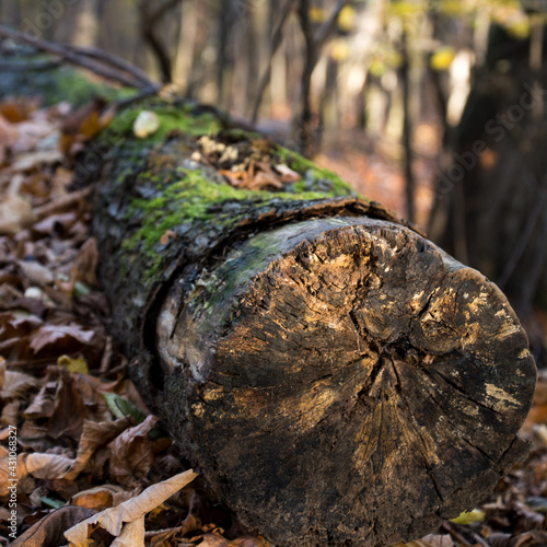 stary, ścięty pień drzewa, porośnięty mchem leżący wśród suchych liści w lesie