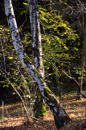 dwie krzywe brzozy w lesie, kolory jesieni