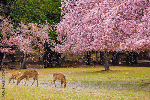 奈良公園 桜吹雪の中の鹿