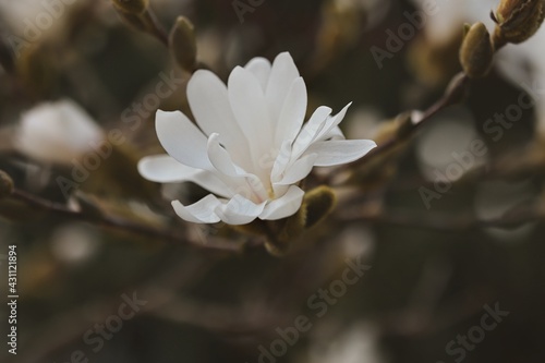 Moody Flower Head of Star Magnolia in Spring Garden. White Magnolia Stellata in Nature.