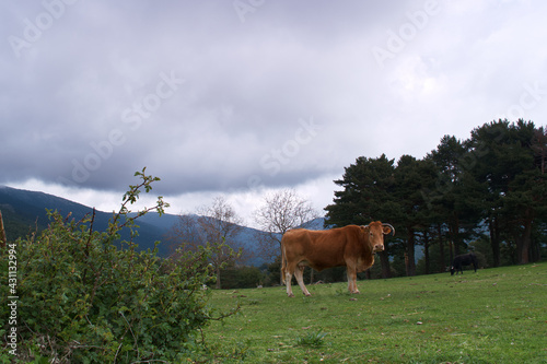 bydło krowy rogate trawa rośliny przyroda