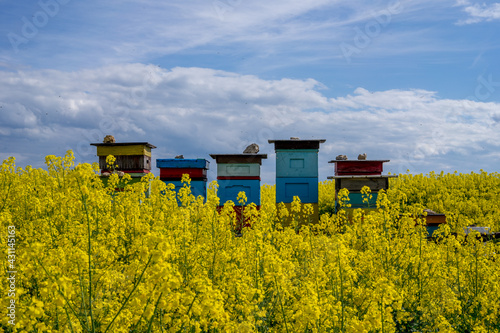 Ule w rzepaku Beehives in rapeseed