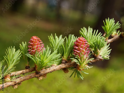 fresh,green cones of larch tree at spring