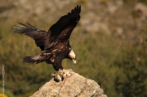 Spanish imperial eagle (Aquila adalberti), also known as the Iberian imperial eagle, Spanish or Adalbert's eagle feeding with a death rabbit.