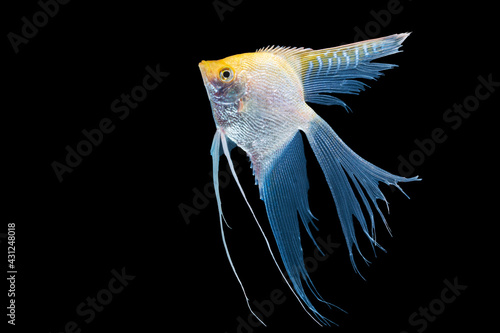 Beautiful silver white and yellow skalar or scalare or angelfish long tail swim over isolated black background. Hobby aquarium fish animal concept.