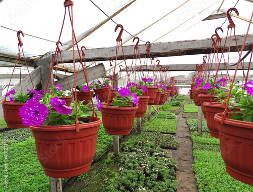 Purple petunia's flowers in hanging pots in greenhouse