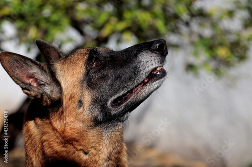 Perro pastor belga mirando al cielo