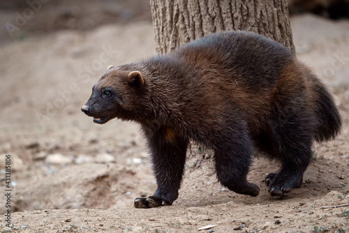 Siberian wolverine Gulo Gulo in nature