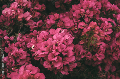 Bougainvillea flowers in bloom. Beautiful magenta flower as background. Springtime background for design. 