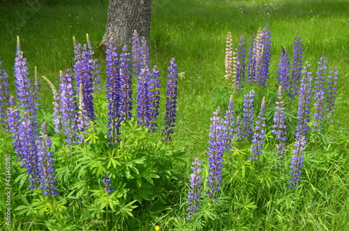 łubin niebieski wąskolistny na dzikiej łące, Lupinus angustifolius