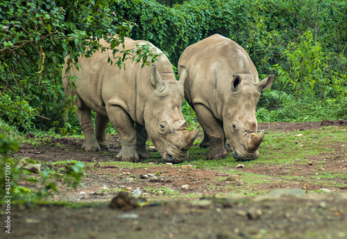 Rhinoceros, endangered and protected animal in Ujung Kulon, Indonesia.