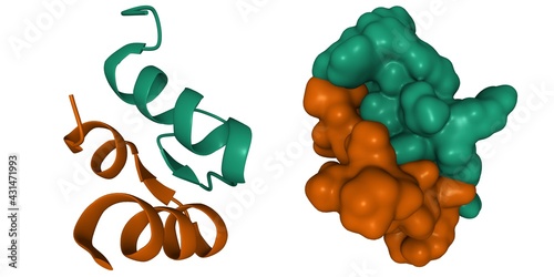 Structure of human hormone relaxin-3 heterodimer, 3D cartoon and Gaussian surface models, white background