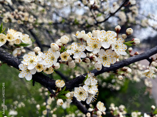 blurred tree background in bloom in spring. Prunus padus L., 1753