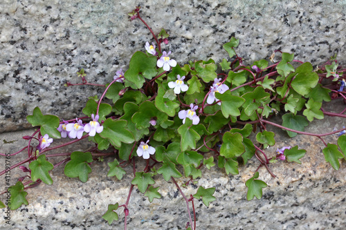 erba piattella o ciondolino (Cymbalaria muralis)