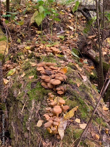 Edible mushrooms in the autumn beautiful forest grow on hemp Rich harvest