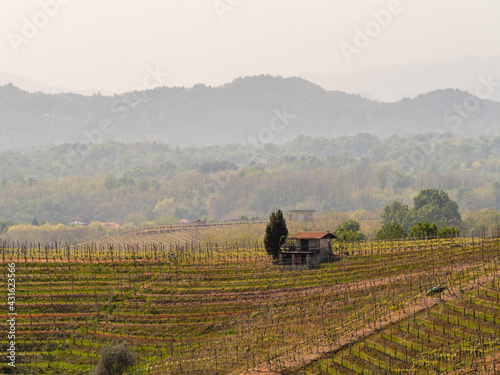 Mesmerizing view of beautiful Gattinara vineyards in Italy