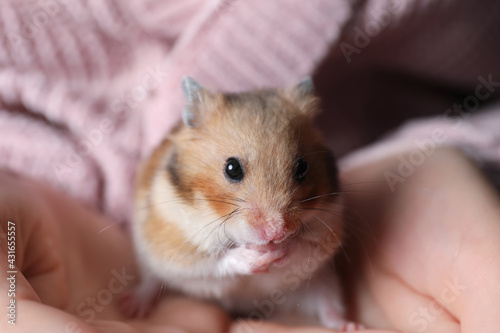 Woman holding cute small hamster, closeup view
