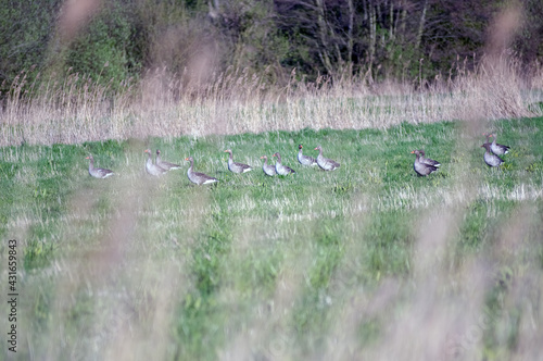 Dzikie kaczki stado zgromadzone na zielonej polanie