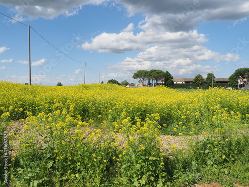 Tamara di Copparo, Italy. Countryside, rapeseed land. Yellow flowers and blue sky.