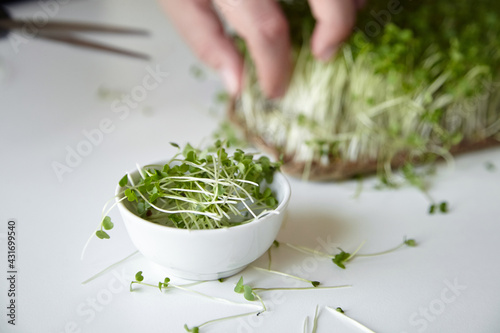 Microgreen arugula sprouts. Woman cuts off micro greens with scissors