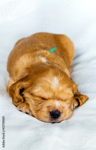 Closeup cocker spaniel puppy dog sleeps on a white cloth