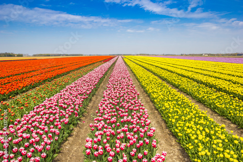 Field of colorful red and yellow tulips in Noordoostpolder