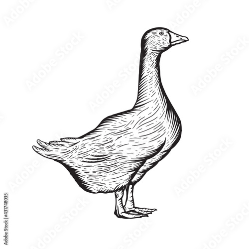 Hand Drawn Graphic goose on a white background. Good for logo.