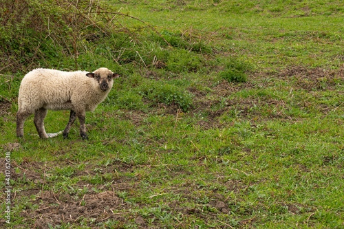 A young lamb grazing on a green meadow accompanied by other sheep.