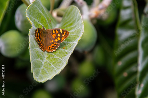 Pararge aegeria pertenece a la familia Nymphalidae