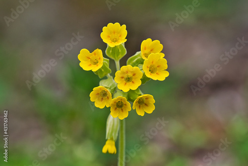 Gelbe Schlüsselblume Frühling