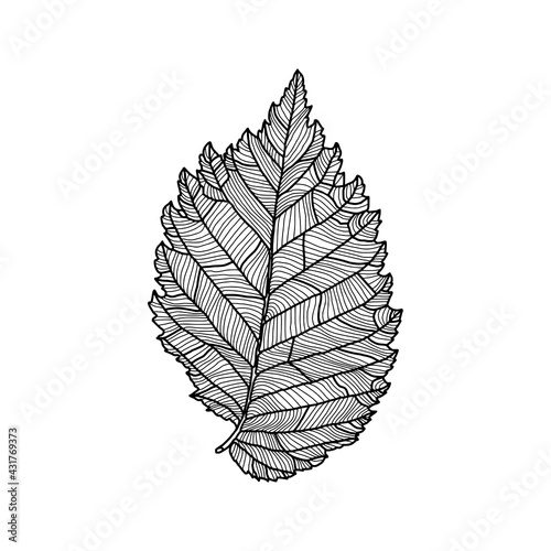 Stylized drawing of leaf of an elm tree with decorative veins isolated on white background. Vector illustration. Design element for card, invitation, banner, poster in line art style