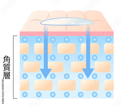 浸透力の高い肌 断面図