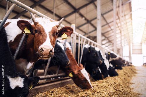 Group of cows at cowshed eating hay or fodder on dairy farm.