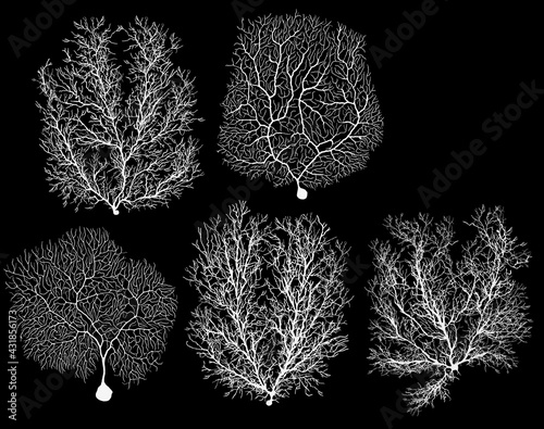 human development biology neuron with cell on black