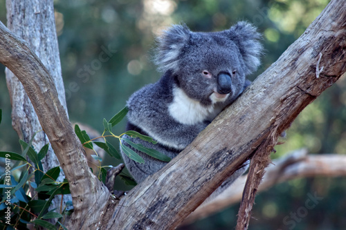 the koala is a grey and white marsupial with fluffy ears