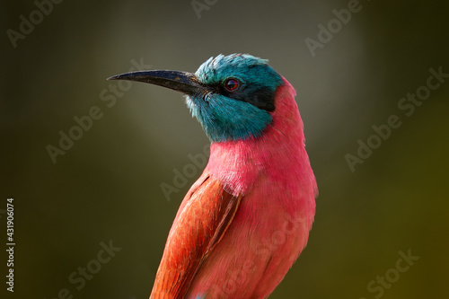 Red pink Northern Carmine Bee-eater, Merops nubicus, detail portrait of beautiful bird from Africa. Pink bee-eater from Lake Awassa in Ethiopia. Blue head bird in tghe nature habitat, sunny day.